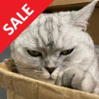 EA Hunting Cat Scalper v3.0 MT4 fix